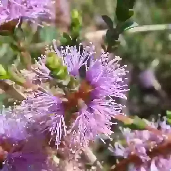 Melaleuca gibbosa Small-Leaved Honey-Myrtle